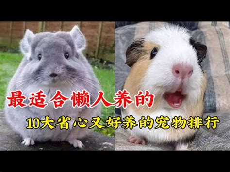 什麼動物可以養|【什麼動物可以養】室內也能養！20種陪伴度爆表、最。